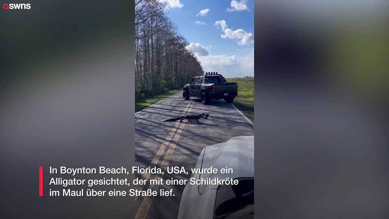 Krokodil überquert Straße mit einer Schildkröte im Maul