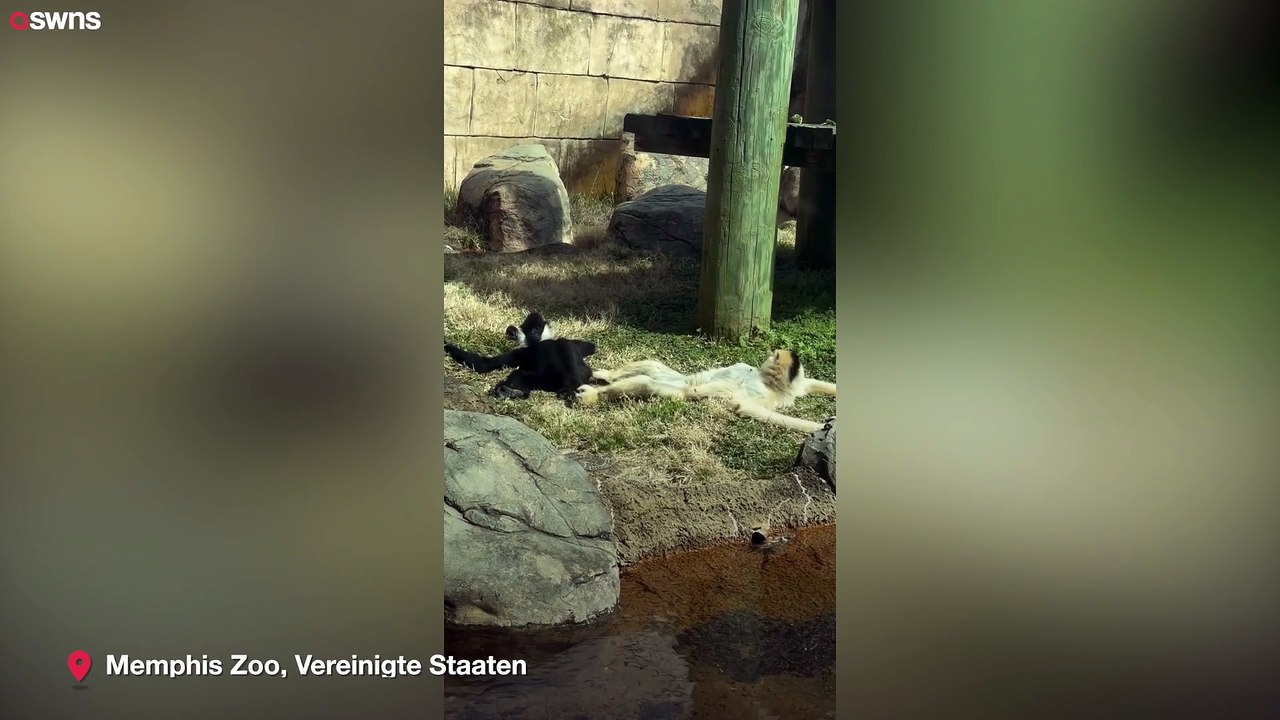 Gabbons dösen in der sonne im memphis zoo in tennessee