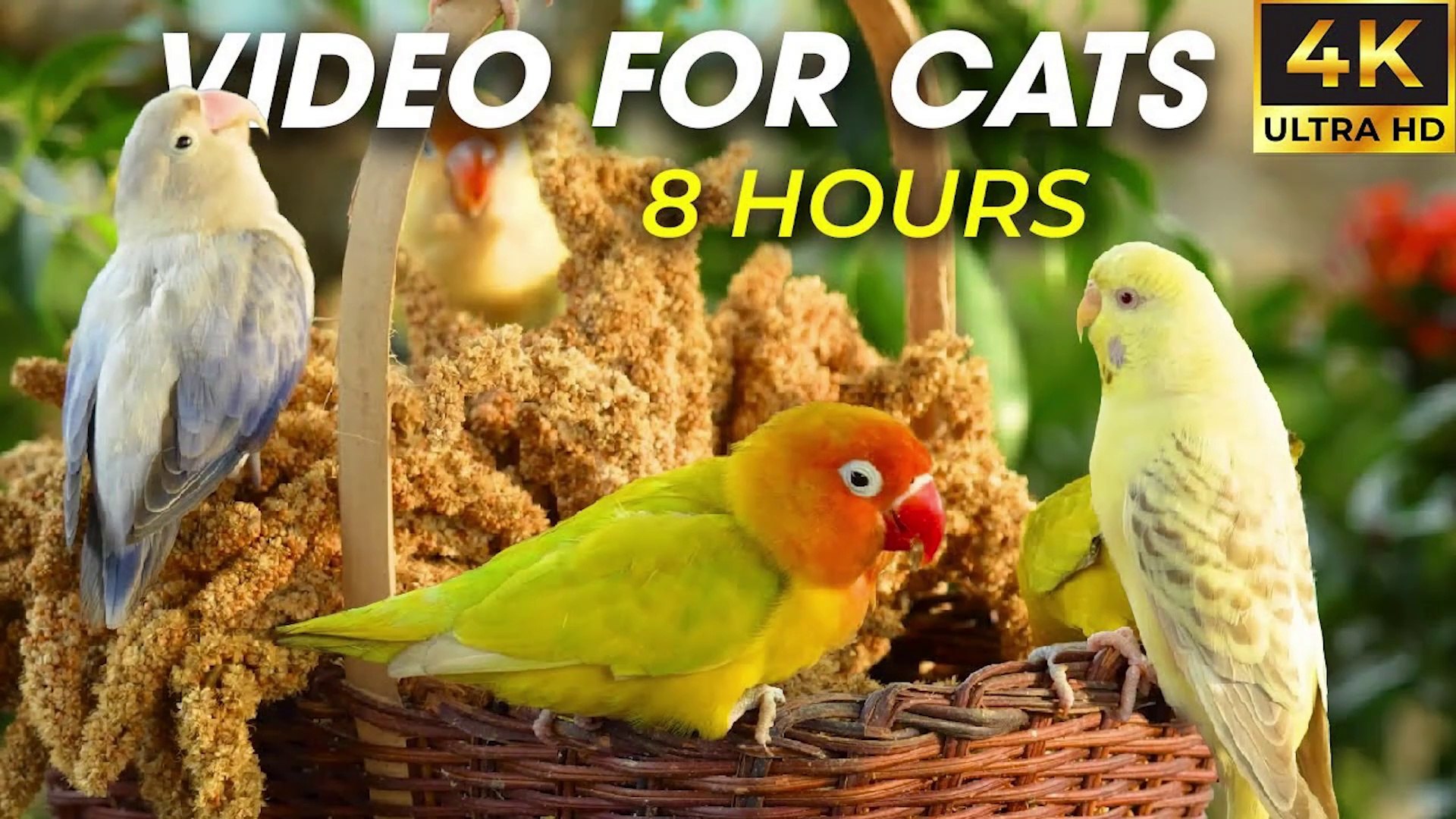 ⁣Soothing Bird Sounds & Movements – Engaging Video for Cats - CatTV Central