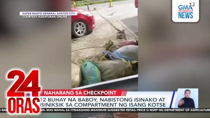12 buhay na baboy, nabistong isinako at isiniksik sa compartment ng isang kotse | 24 Oras