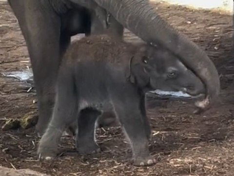 Süßer Nachwuchs: Elefantenbaby im Kölner Zoo geboren