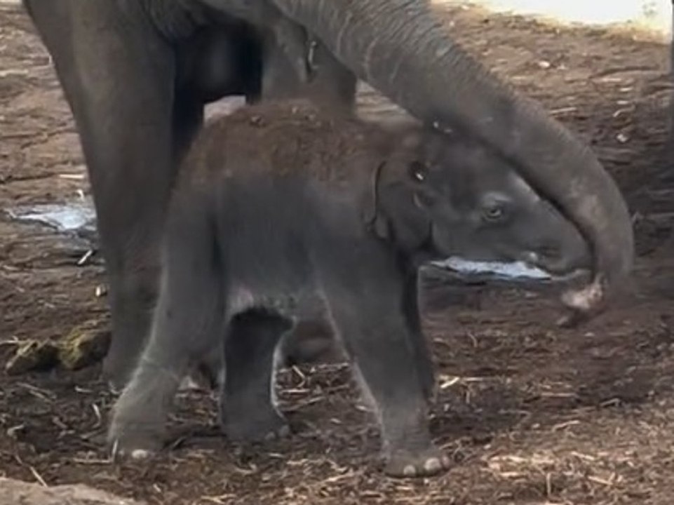 Süßer Nachwuchs: Elefantenbaby im Kölner Zoo geboren