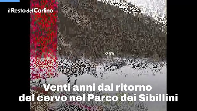 Venti anni dal ritorno del cervo nel Parco dei Sibillini