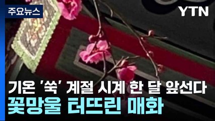 [날씨] 기온 '쑥' 계절 시계 한 달 앞선다...꽃망울 터뜨린 매화 / YTN