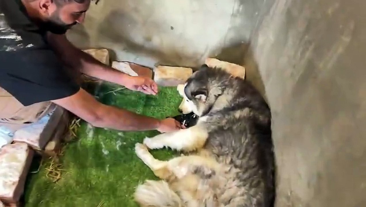 shehar mein dehat ep 155 2025 animal mini zoo Fiona Ny Piare Se Babies Dy Diye