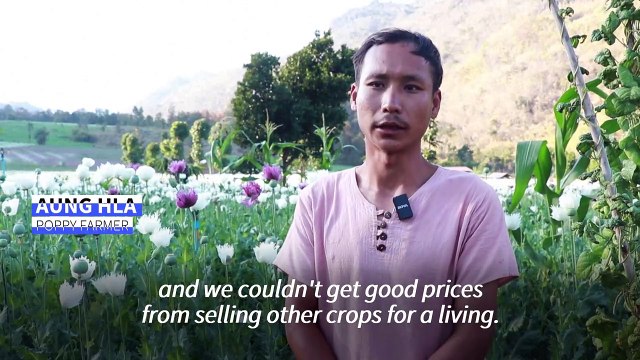 'Our only option': Opium farming takes root in war-torn Myanmar