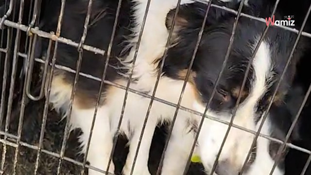 Horror en un criadero ilegal: 15 border collies rescatados en condiciones dantescas en Almería