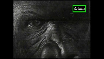 Especial de Vida Salvaje: El Gorila - Documental (2002) - Español Latino - Episodio 11