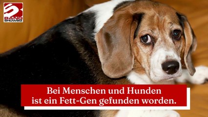 Bei Menschen und Hunden ist ein Fett-Gen gefunden worden.
