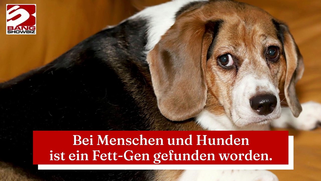 Bei Menschen und Hunden ist ein Fett-Gen gefunden worden.