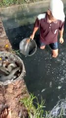 PANEN dan UNTUNG adalah tujuan kita semua dalam budidaya lele