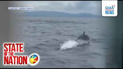 Kumpol ng mga dolphin at balyenang tila pinoprotektahan ang isa't isa laban sa mga pating, nakita ng magkakaibigan sa boating trip | SONA