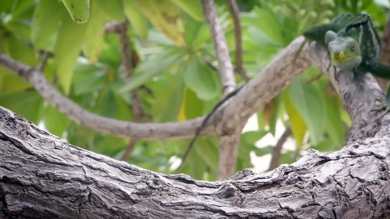 This Very Specific Animal Doesn’t Actually Need...