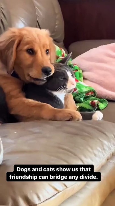 🐾 Welcome to our latest adventure in the world of pets — "FelineAndCanine"