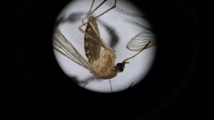 Confirman la primera muerte por oropouche y más de 200 casos