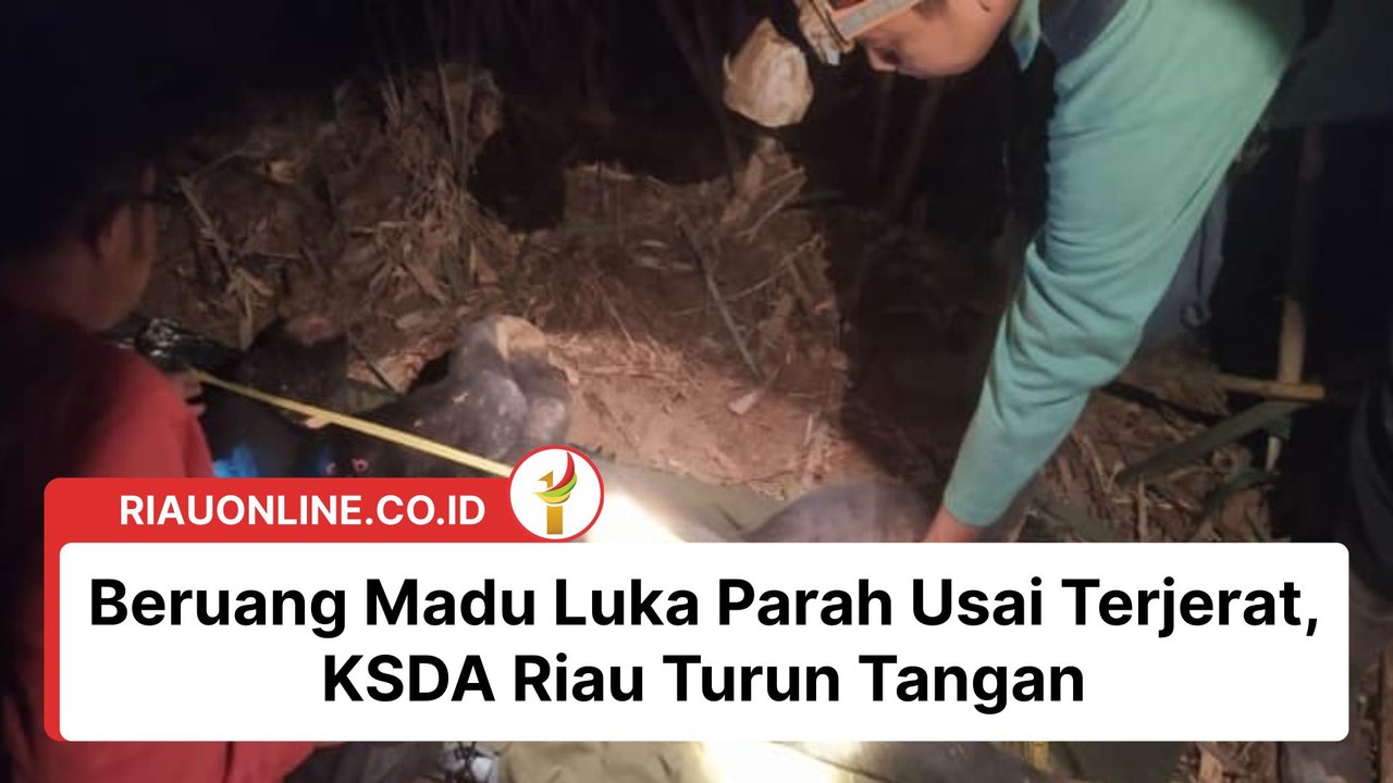 Beruang Madu Luka Parah Usai Terjerat, KSDA Riau Turun Tangan  #riauonlinecoid #riauonline #Satwadilindungi #KSDARiau