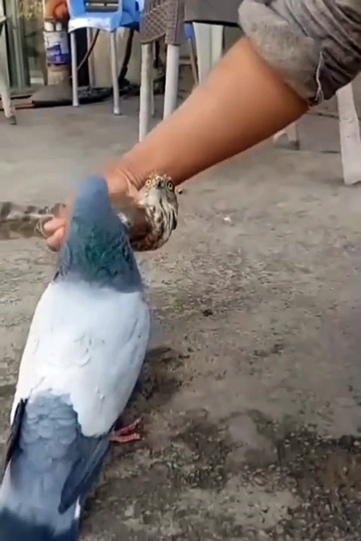 ⁣cute animals❤️cute pets #cuteanimals #pets #t