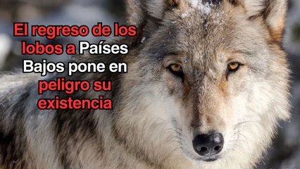 La Unión Europea debilitará la protección jurídica de los lobos