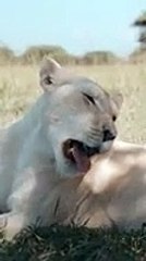 Amazing African wildlife #animallife #travel