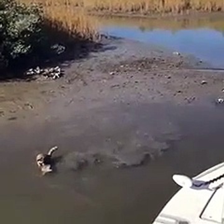 Un raton laveur vient voler le poisson d'un pêcheur