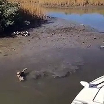 Un raton laveur vient voler le poisson d'un pêcheur