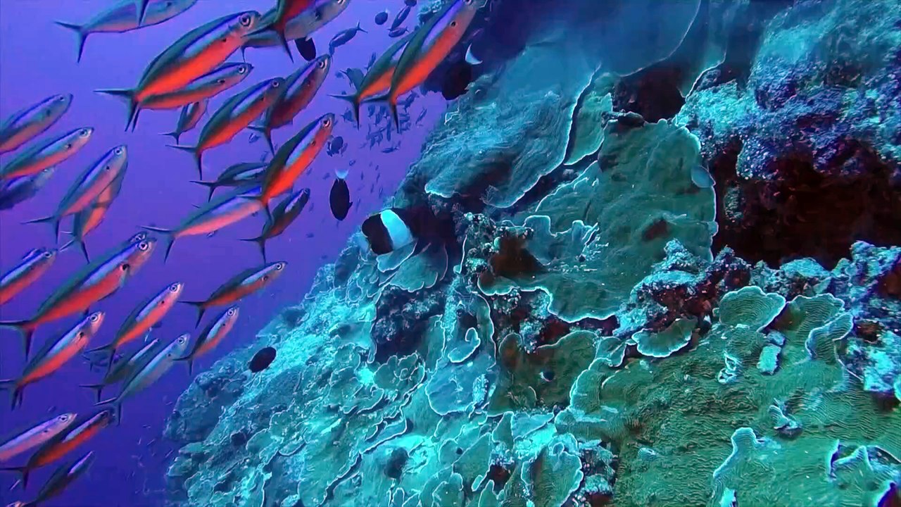 New discoveries: Ocean census project reveals over 800 new species of ocean life