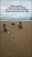 Pitbull é abandonada e passa dias aguardando o retorno do dono em praia de SC