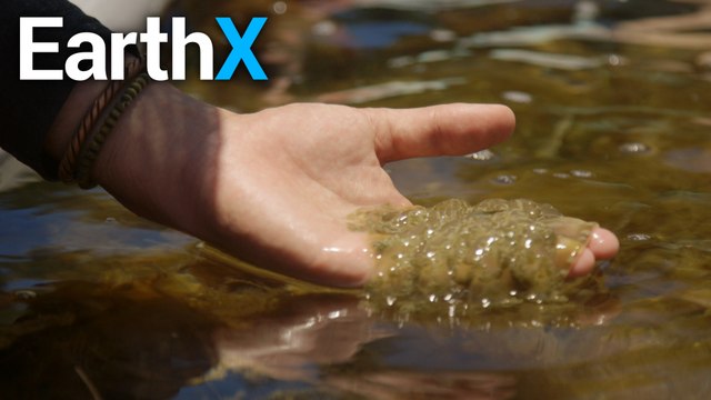 Holding a Jellyfish with BARE HANDS | Rock the Park | EarthX