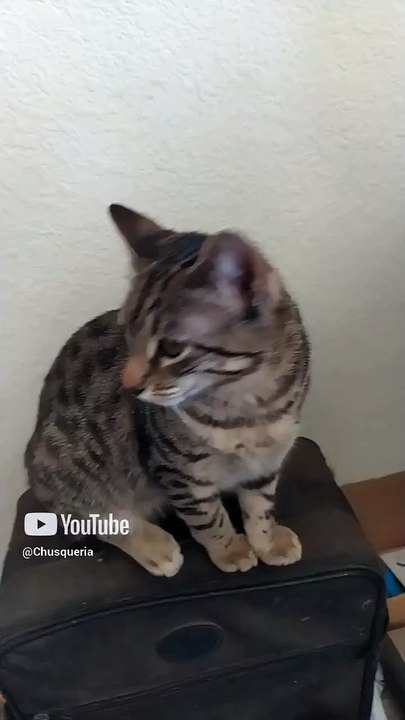 el gato chamacorron le envia saludos a el gatito pollito de @MAVTUBEYT  #shorts #animales #mascota