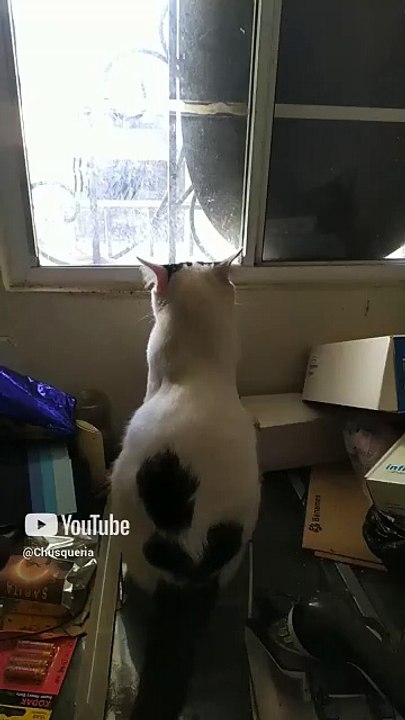 Gato pernanca se asoma por la ventana para buscar al gatito pollito #shorts saludos a @MAVTUBEYT