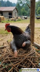 Eagle picks up the baby chicken #eagle #hen #chicken #daiymotion trending video