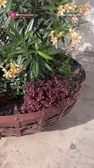 Falta mantenimiento en la Plaza de Armas de Durango