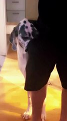 Dog Shows Affection by Sticking Face in Pocket
