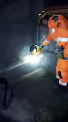 Tamanduá-mirim invade residência em Itajubá e é resgatado por bombeiros