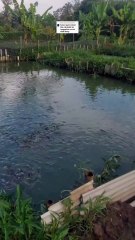 Kalau ngasih makan lele dengan pelet tenggelam cocok atau tidak❓