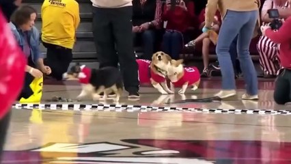 Corgi de 14 anos encanta plateia durante corrida nos Estados Unidos