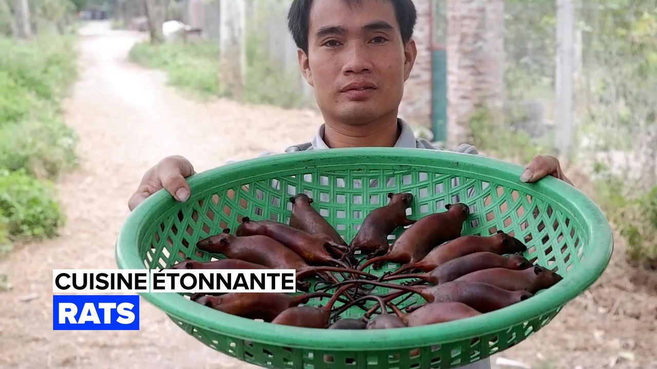 Cuisine étonnante : manger des rats