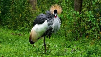 Most beautiful Creatures