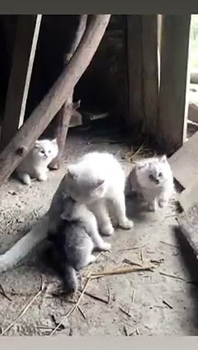 Kätzchen entdeckt die Welt! 20250311