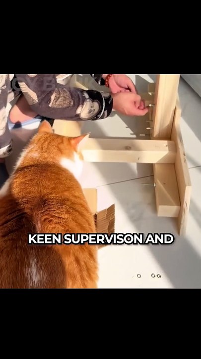 Is This The ULTIMATE DIY Cat Wheel_