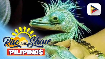 Sunshine Stories | Japanese team, tumulong para iligtas ang nearly extinct bird na herons!