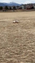 Dog Lies on Her Back and Starts Rolling On Ground While Playing Fetch