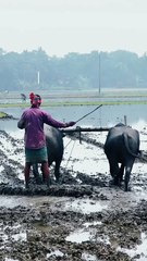 Article writng.Ad posting