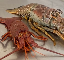 Diferencias entre langostas de Baja California