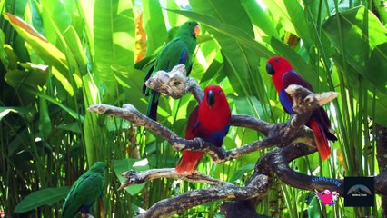 Mesmerizing Bird Dances: Prepare to be Amazed by Nature's Finest Performers