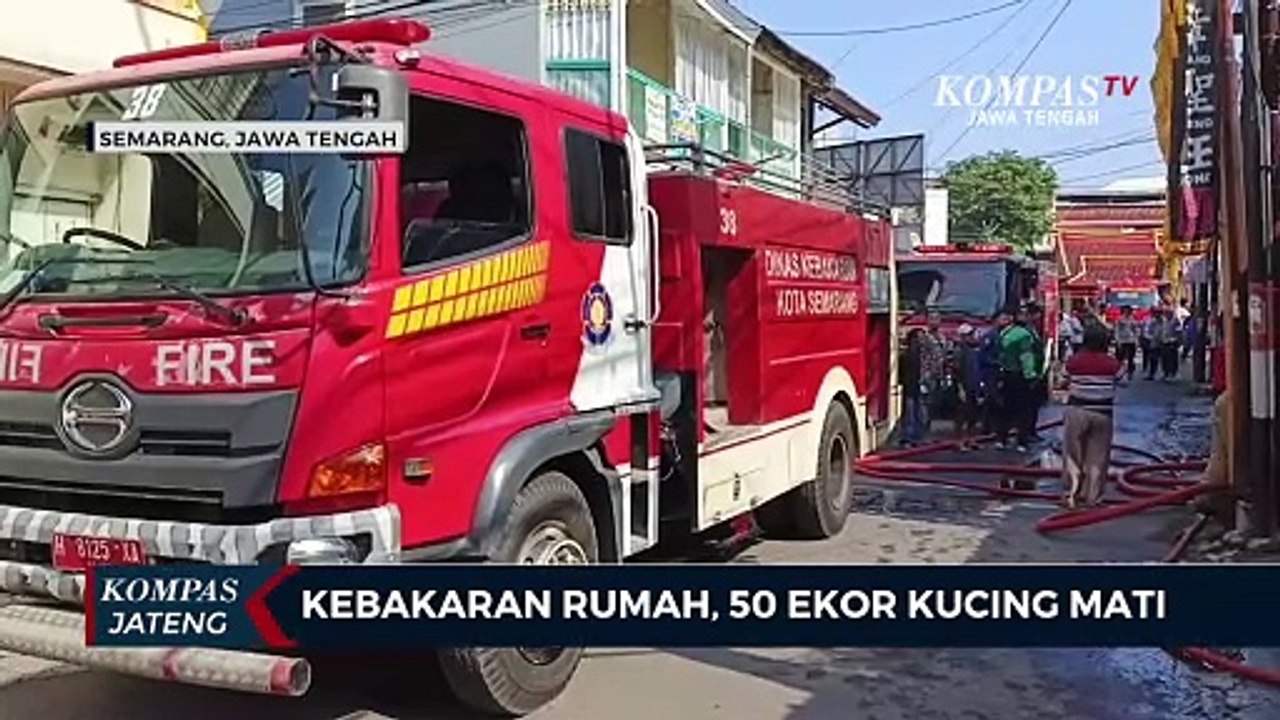 Kebakaran Rumah, 50 Ekor Kucing Mati
