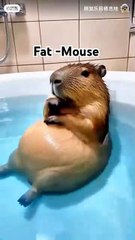 Fat-Mouse_#viralvideo_#funny_#reels_#comedy_#shortvideo(480p)