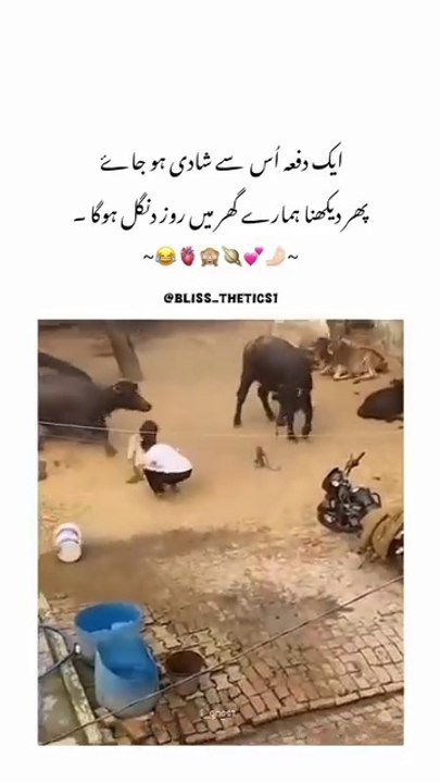 Couples nice fighting video