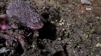Kek ambalajıyla görüşü engellenen kirpiye hayvansever vatandaş sahip çıktı!
