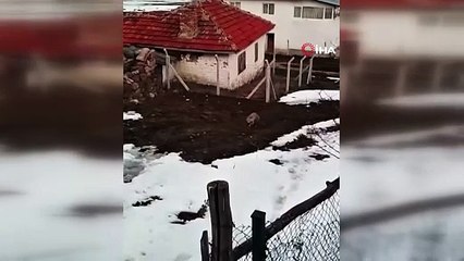 Ankara'da bir vatandaş bahçesine gelen tilkiyi iftara davet etti